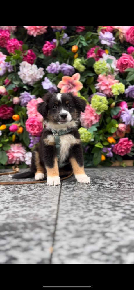 Hundetreffen-Welpentreffen-Profilbild