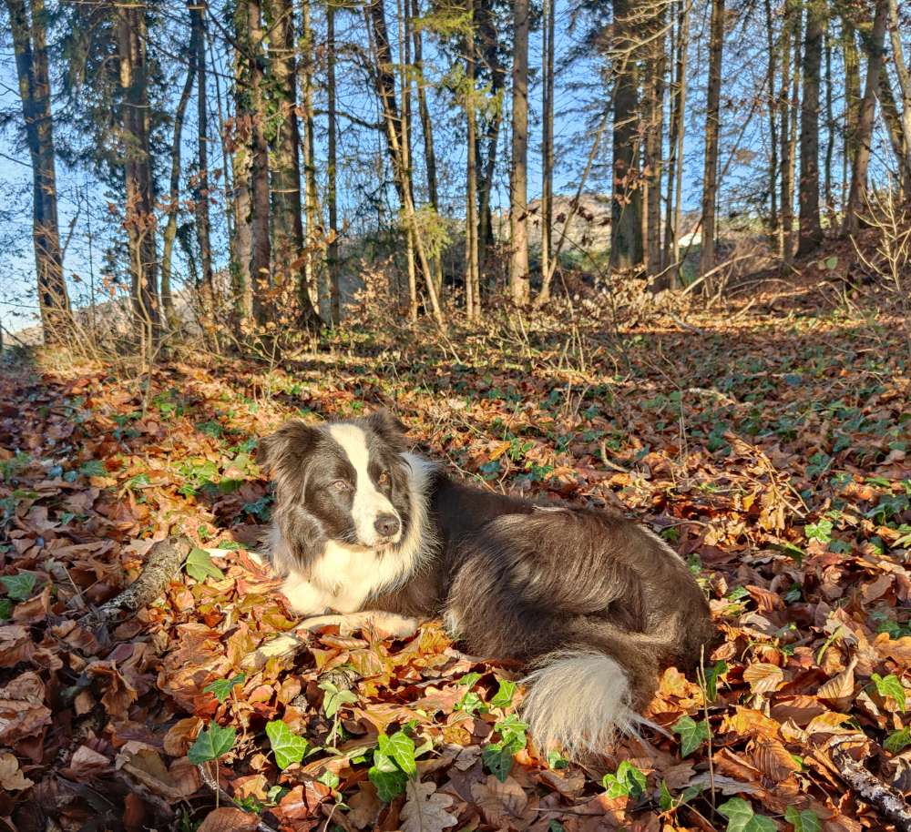 Hundetreffen-Gemeinsame Spaziergänge-Profilbild
