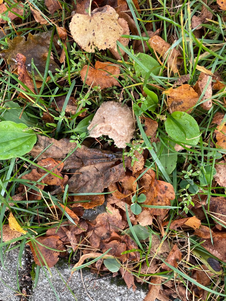 Giftköder-Vermutlich wieder Giftköderattrappe-Profilbild