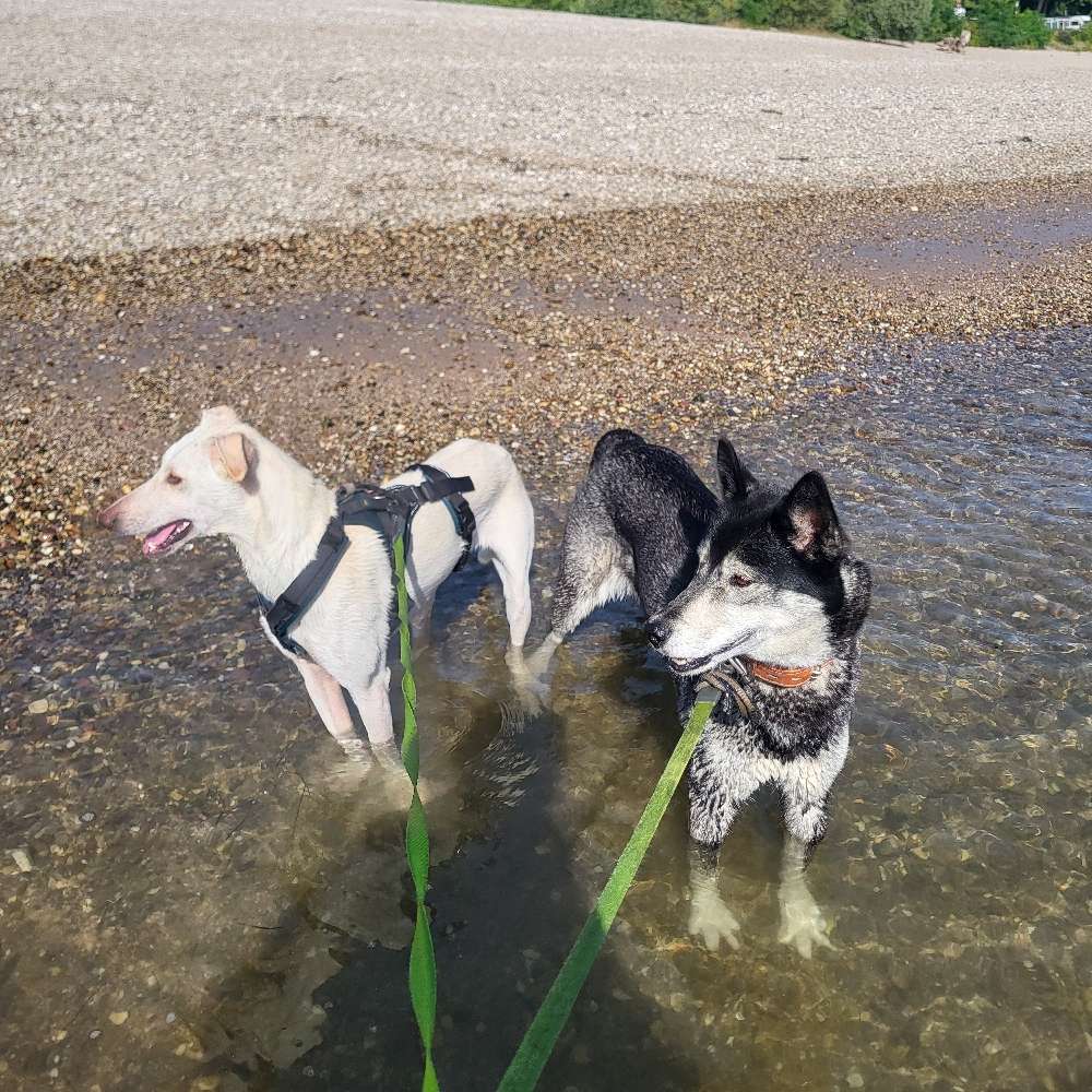 Hundetreffen-Gassi Treffen-Profilbild
