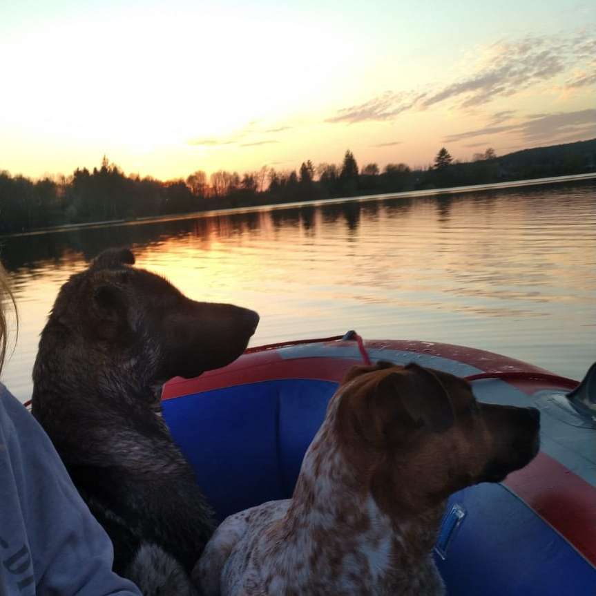 Hundetreffen-Trainingstreffen-Profilbild