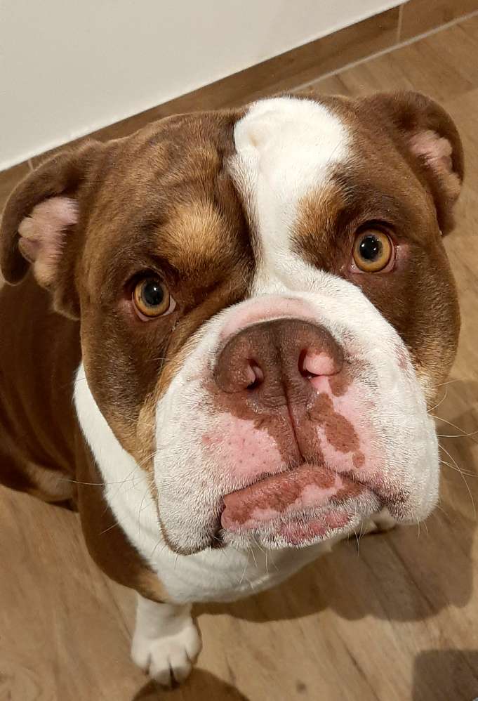 Hundetreffen-Spiel und Spaß-Profilbild