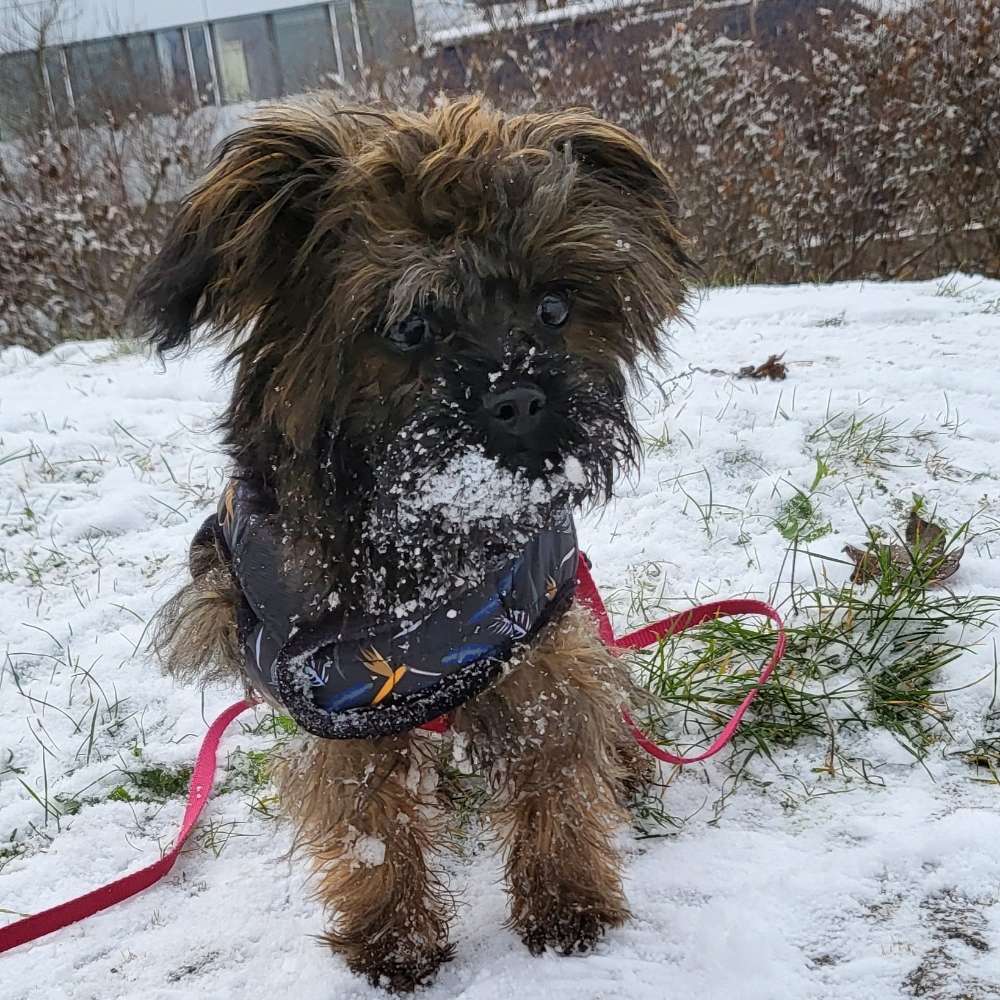 Hundetreffen-Gassi- und Spielrunde-Profilbild