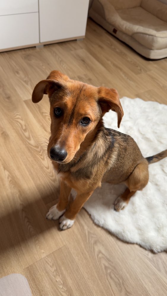 Hundetreffen-Zusammen Gassi gehen-Profilbild
