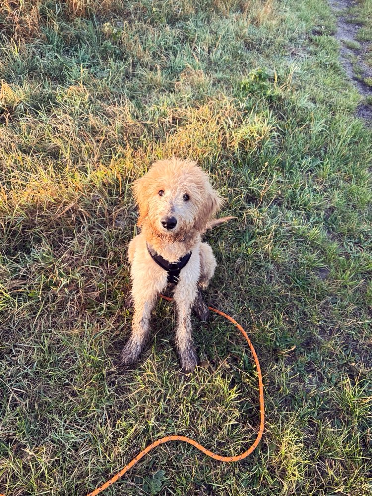 Hundetreffen-Junghunde Spielpartner Gesucht 🙋🏼‍♀️🐕-Profilbild