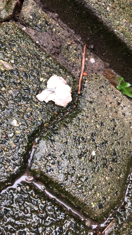 Giftköder-Achtung Köder-Profilbild