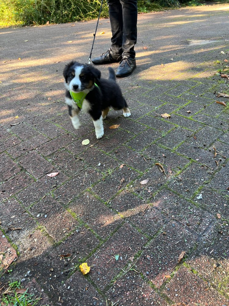 Hundetreffen-Welpentreffen in Kayhude-Profilbild