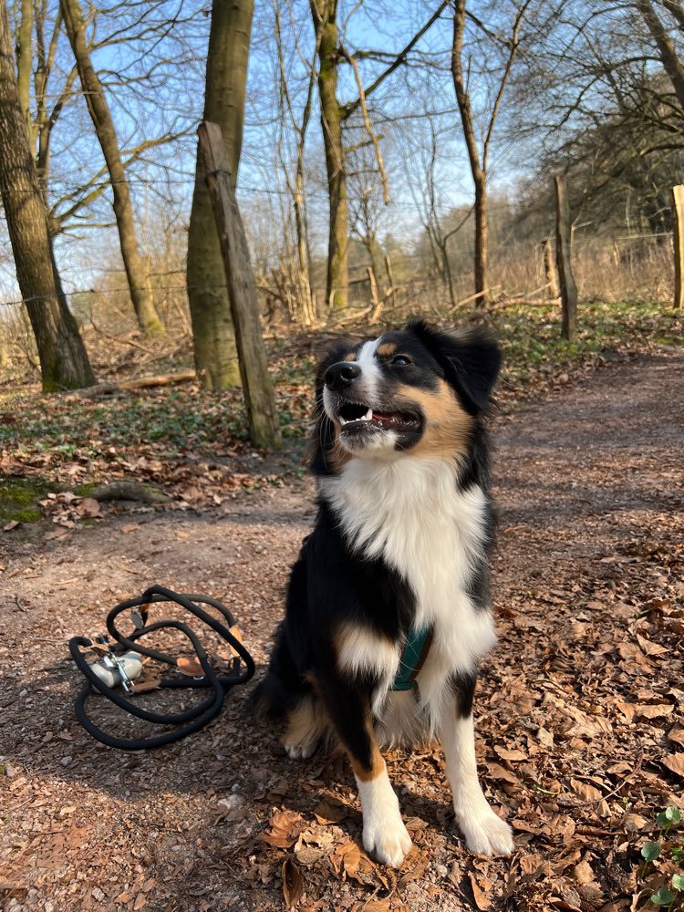 Hundetreffen-Suchen Spielpartner für unseren Wildfang-Profilbild