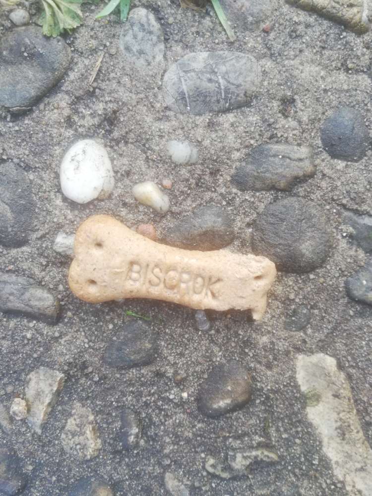 Giftköder-Leckerlis auf Hundewiese-Profilbild