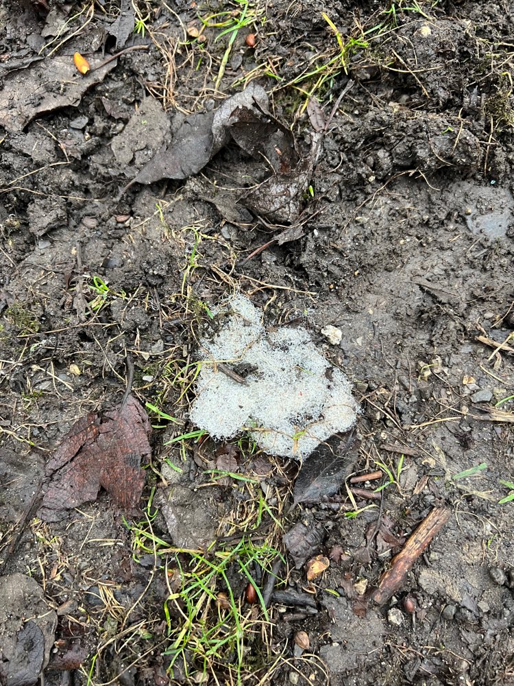 Giftköder-Evtl. Giftköder-Profilbild