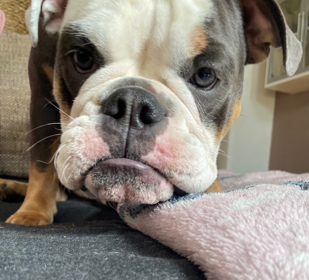 Hundetreffen-Spielfreunde gesucht-Profilbild