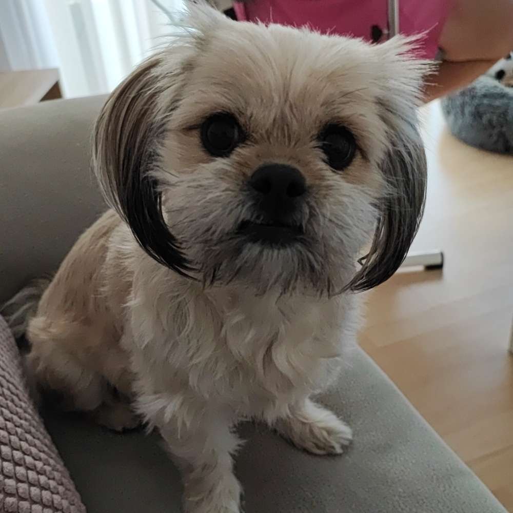 Hundetreffen-Gassirunde-Profilbild