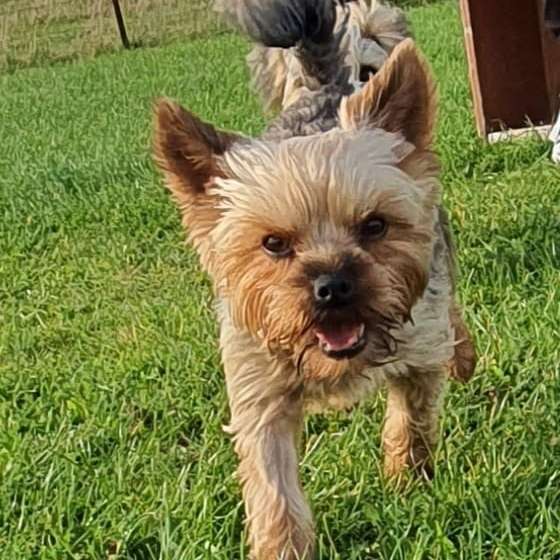 Hundetreffen-Gassirunde in und rund um Gamlen-Profilbild