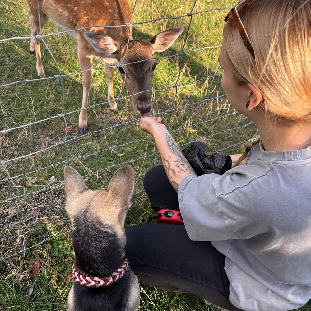 Hundetreffen-Zusammen spazieren gehen am Hohnsen/ Wildgatter/ Marienburger Höhe-Profilbild