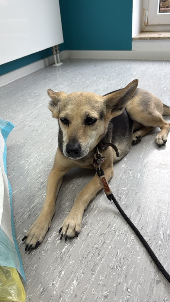 Giftköder-Fleisch und Batterien ausgelegt-Profilbild