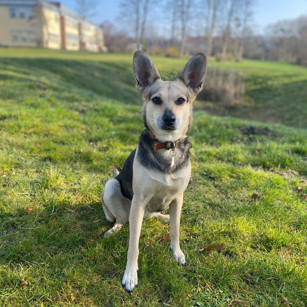 Hundetreffen-Zusammen spazieren gehen & trainieren-Profilbild