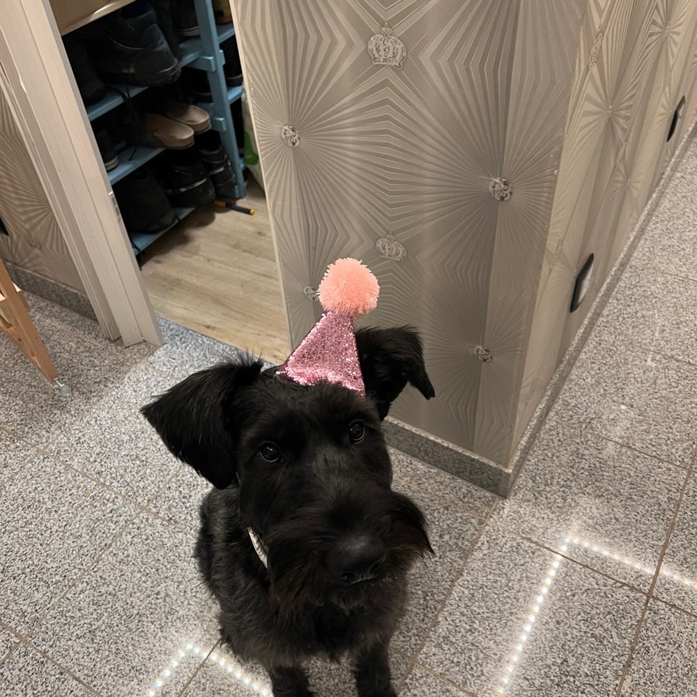 Hundetreffen-Ich habe eine Riesenschnauzer- Mix ist heißt Elly 1.3 Jahre jung sehr lieb.-Profilbild