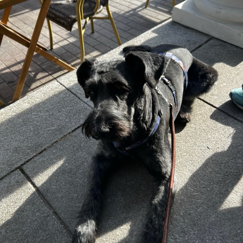 Hundetreffen-Ich habe eine Riesenschnauzer- Mix ist heißt Elly 1.3 Jahre jung sehr lieb.-Profilbild