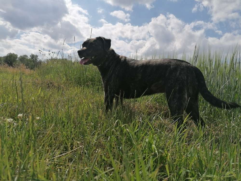 Hundetreffen-Hund treffen-Profilbild