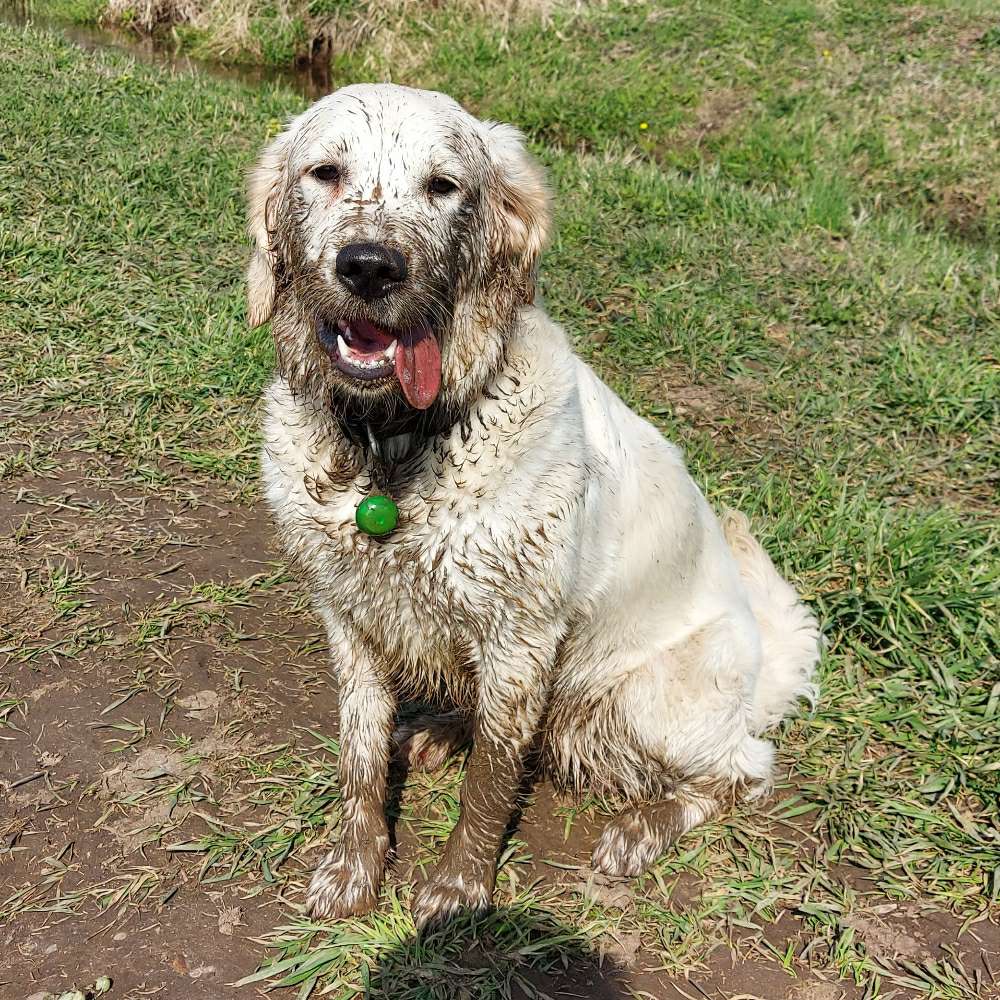 Hundetreffen-Gassirunde und/oder Spieltreffen-Profilbild