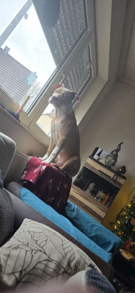 Hundetreffen-Loki sucht einen spielkamerad-Profilbild