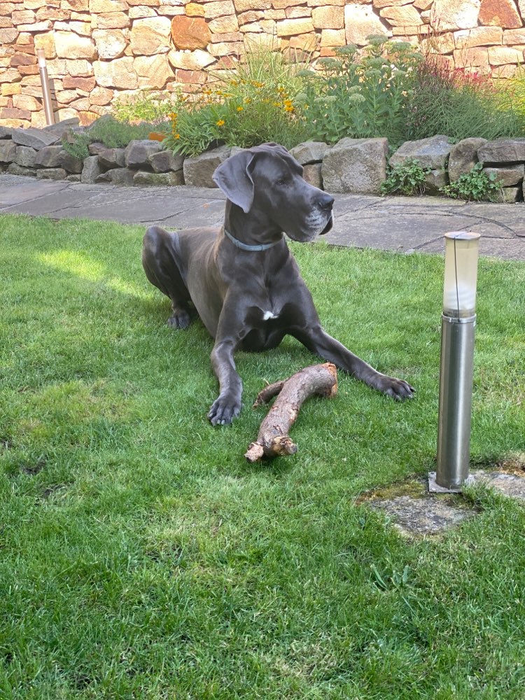 Hundetreffen-Spazieren, Spielen-Profilbild