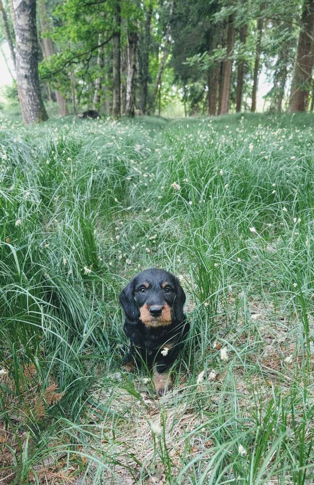 Hundetreffen-Welpentreffen-Profilbild