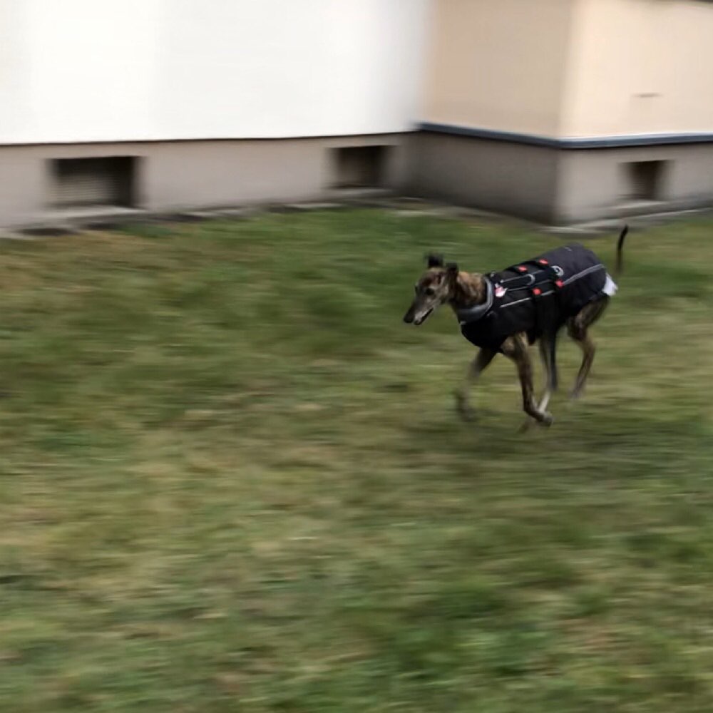 Hundetreffen-Windhund-Treffen-Profilbild