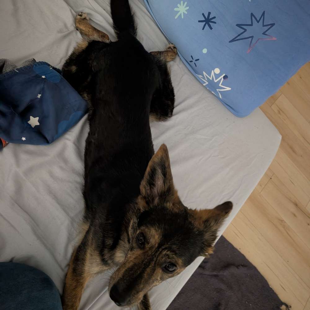 Hundetreffen-Gassirunde und Training-Profilbild