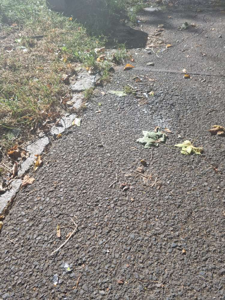 Giftköder-Glasscherben an der Wern-Profilbild