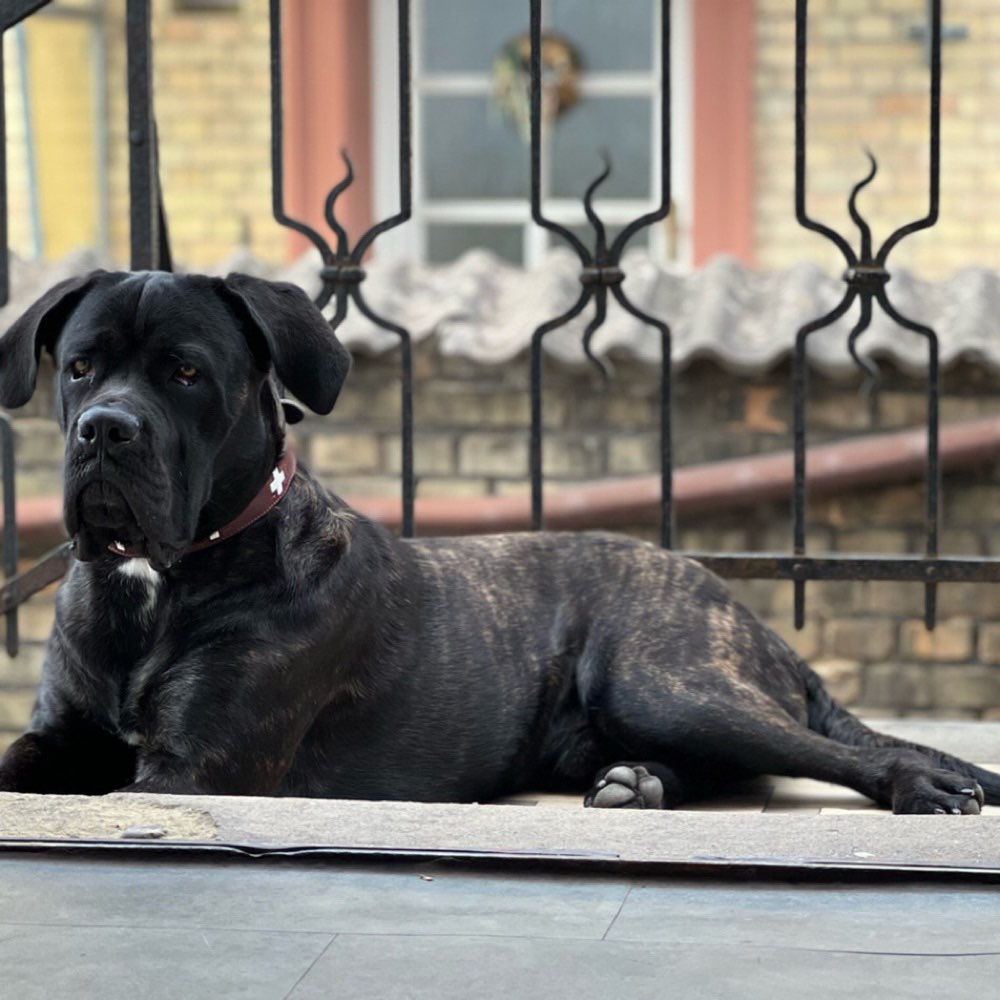 Hundetreffen-Spiel, Training , Gassi Hundefreunde gesucht-Profilbild