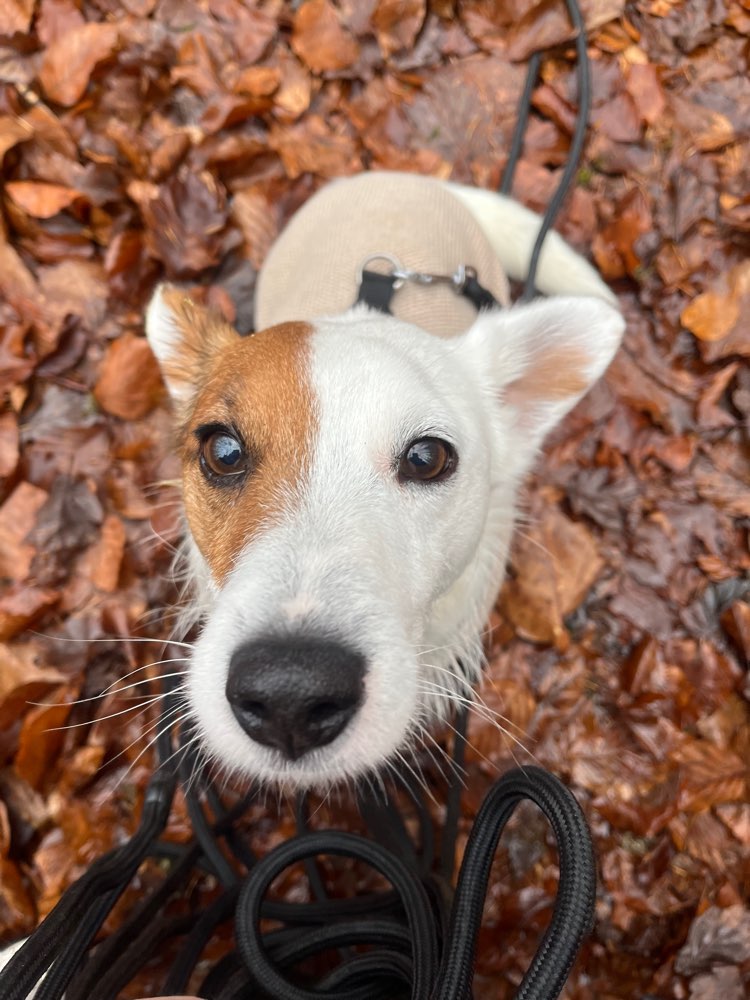 Hundetreffen-Gemeinsame Gassirunde-Profilbild
