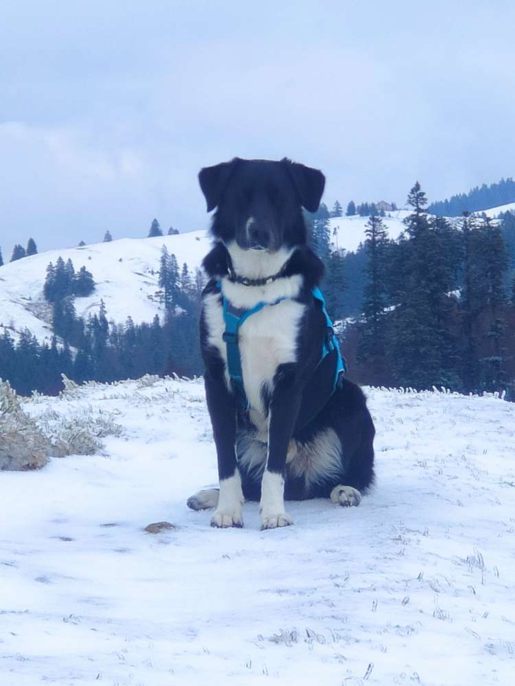 Hundetreffen-Spaziergang und Sozial Walk-Profilbild