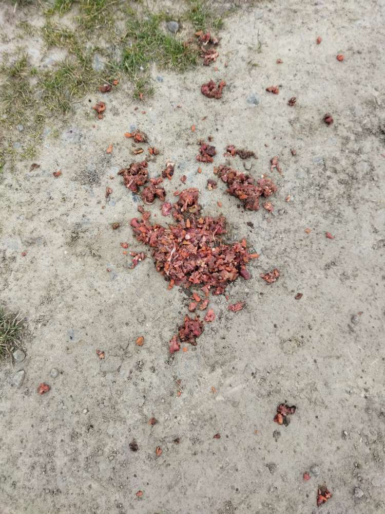 Giftköder-evtl Giftköder-Profilbild