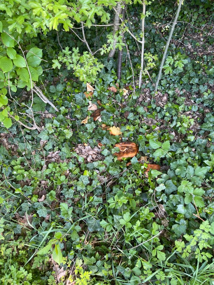 Giftköder-Unmengen an Brot im Gebüsch-Profilbild