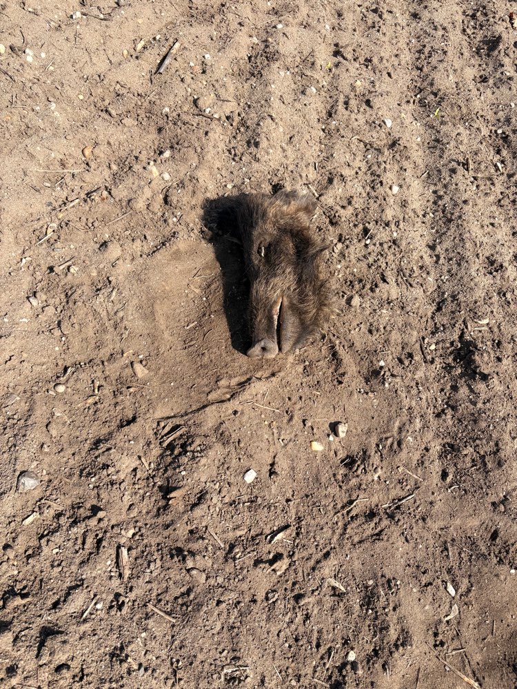 Giftköder-Kopf eines Wildschweins-Profilbild