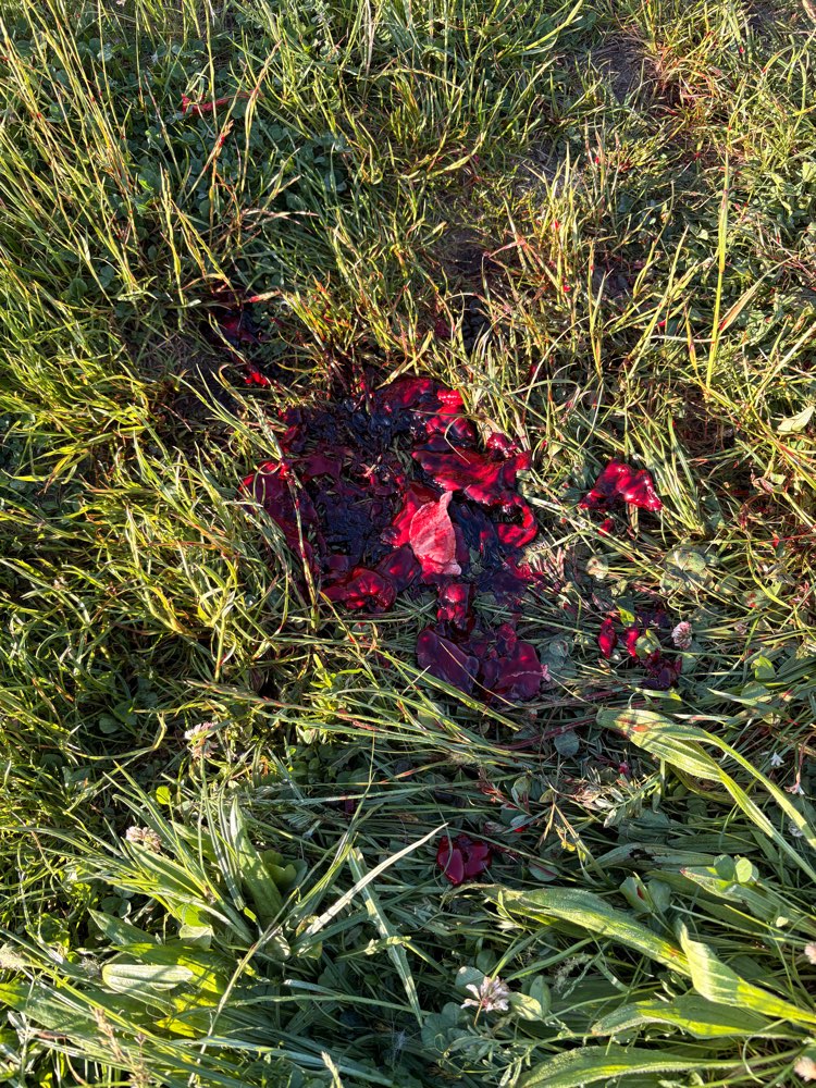 Giftköder-Blut auf dem Feldweg-Profilbild