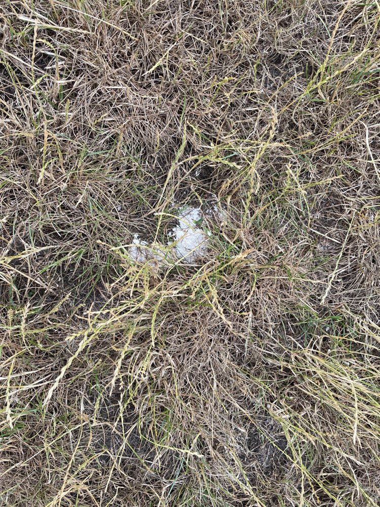 Giftköder-Weißes Pulver-Profilbild