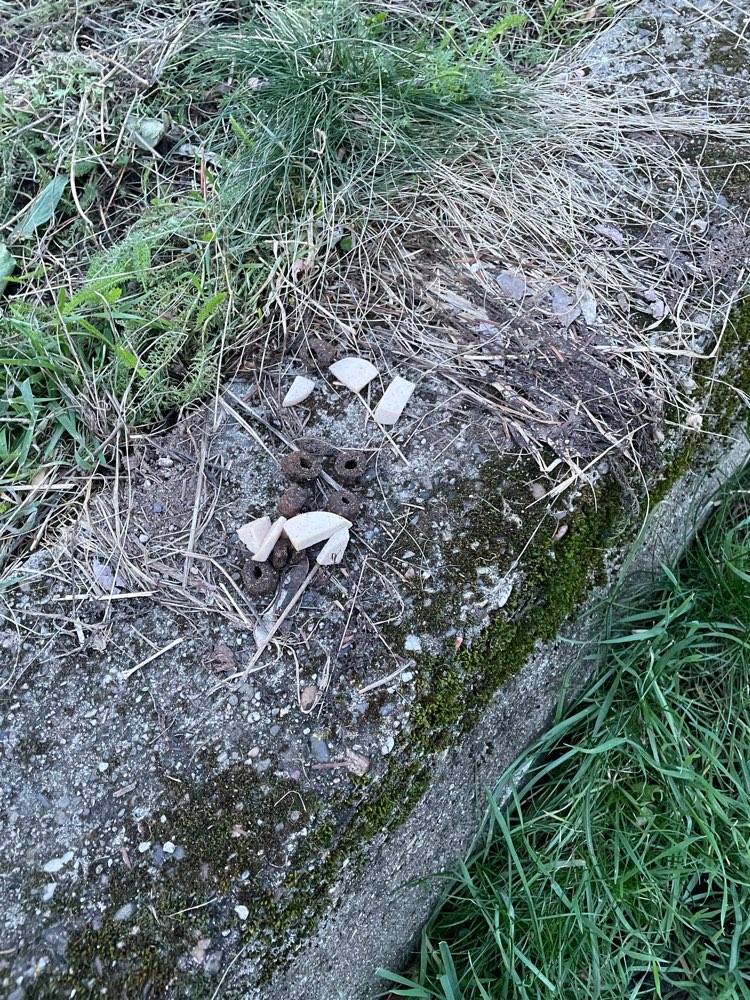 Giftköder-Evtl Giftköder-Profilbild