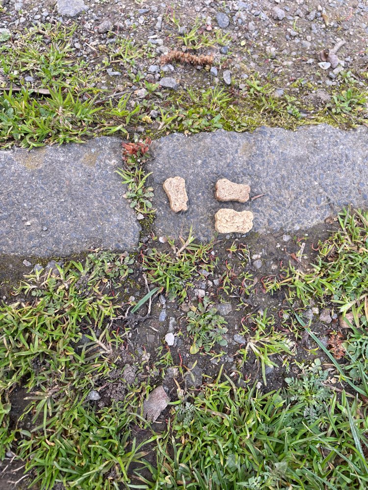 Giftköder-Giftköder oder Leckerli ?!-Profilbild