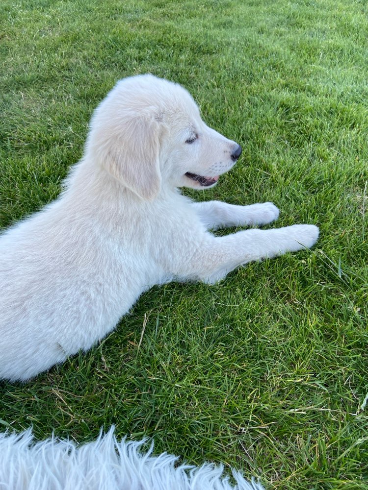 Hundetreffen-Welpentreffen Flechtingen-Profilbild