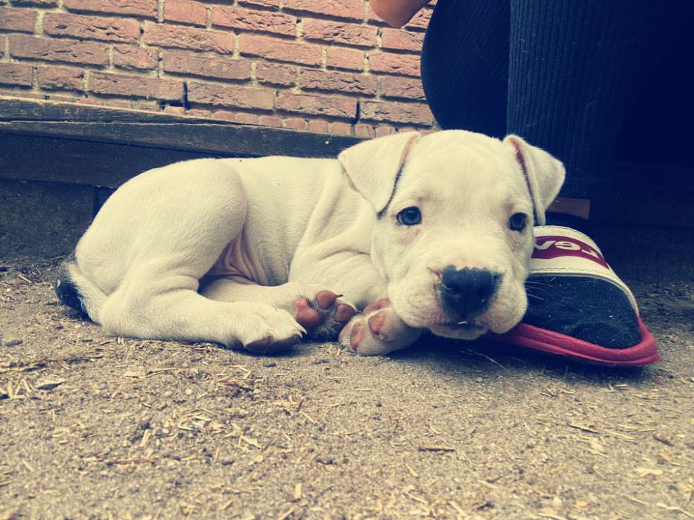 Hundetreffen-Spielkameraden/toben-Profilbild