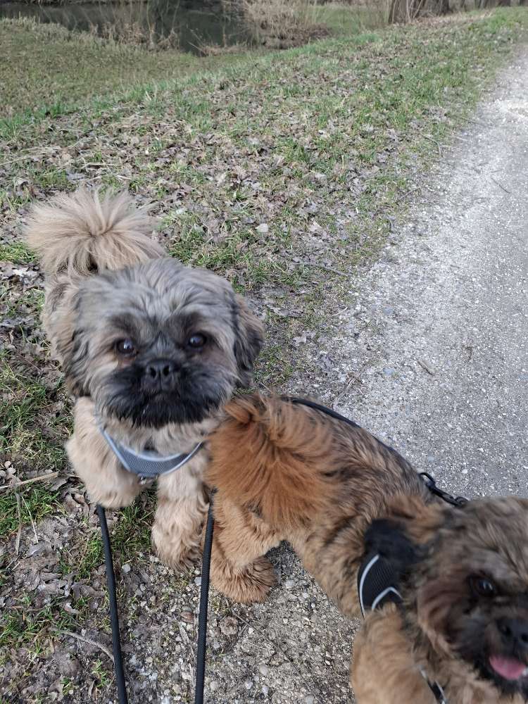 Hundetreffen-WELPEN UND JUNGHUNDETREFFEN-Profilbild