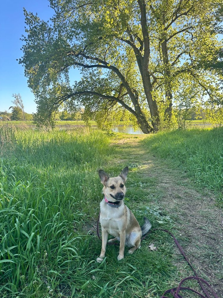 Hundetreffen-Freunde für Elda gesucht-Profilbild