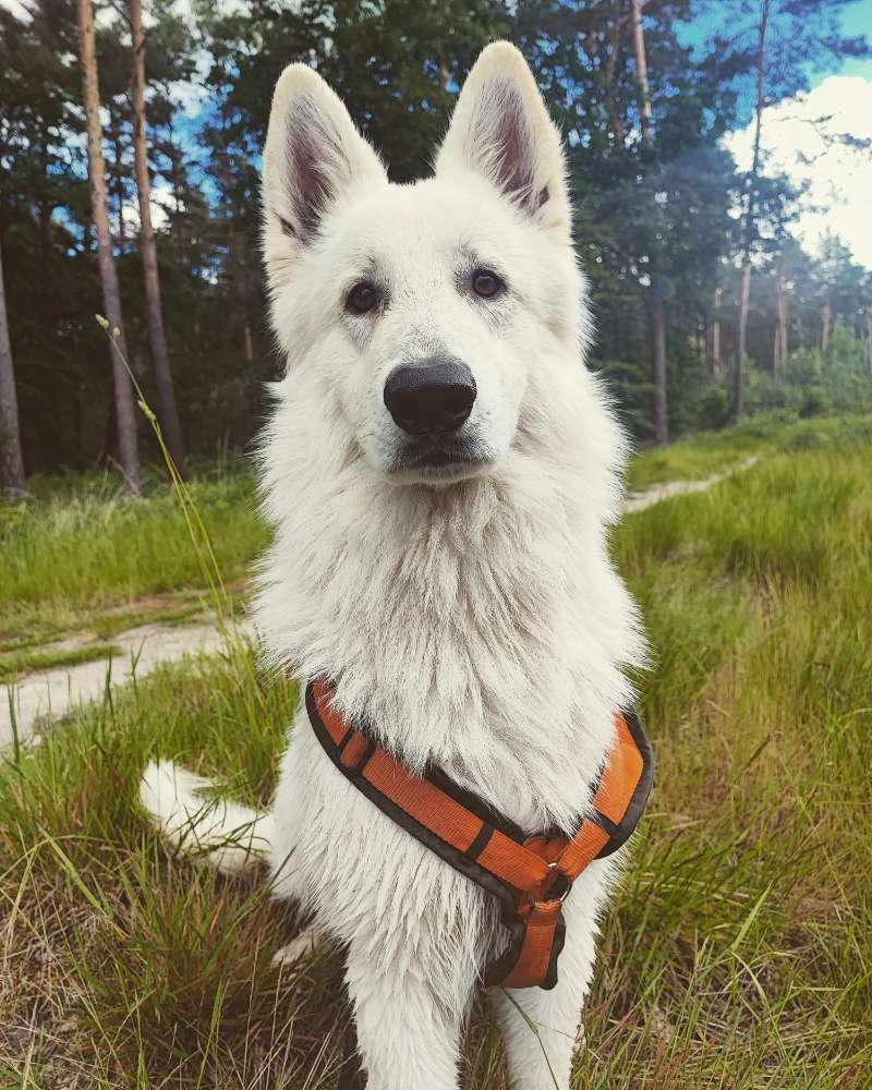 Hundetreffen-Spielpartner gesucht-Profilbild