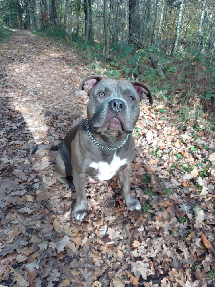 Hundetreffen-Spielkamerad gesucht-Profilbild