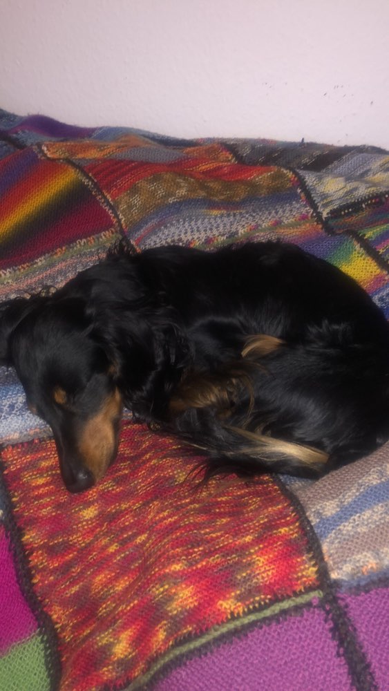 Hundetreffen-Dackelspaziergang-Profilbild