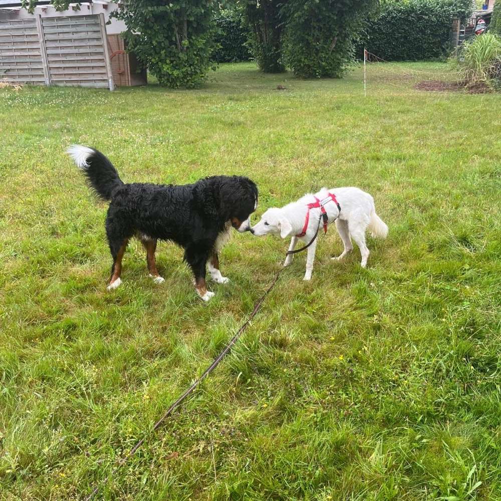 Hundetreffen-Kennenlernen und Spielen-Profilbild