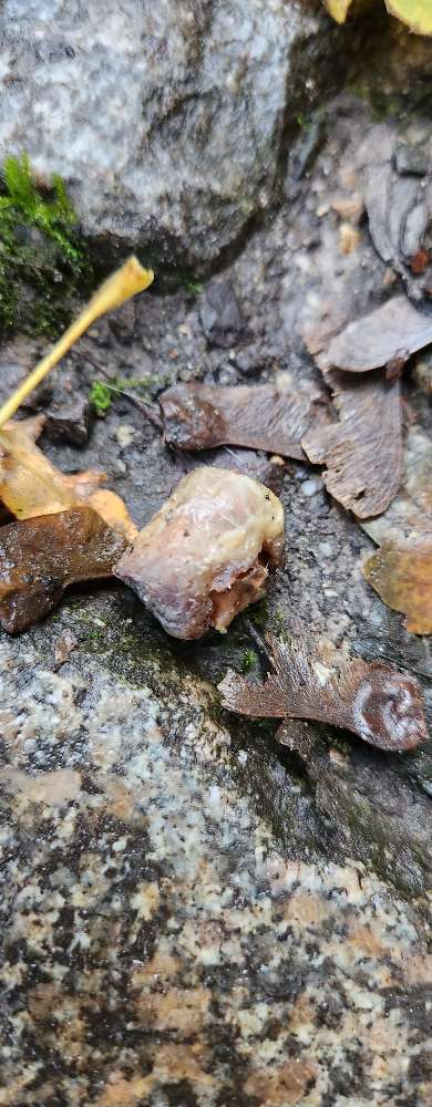 Giftköder-Geflügelteile-Profilbild