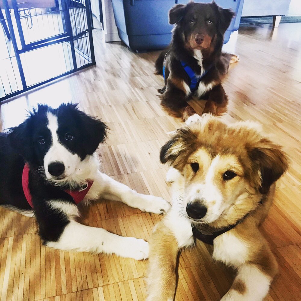 Hundetreffen-Gassirunde und Spieltreffen-Profilbild